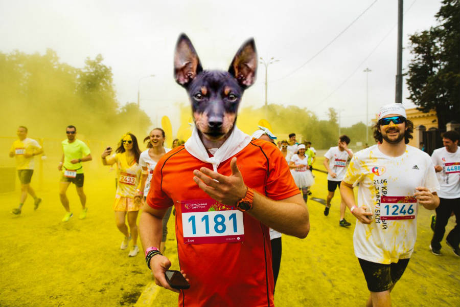 Agility for Dogs: What Is It?