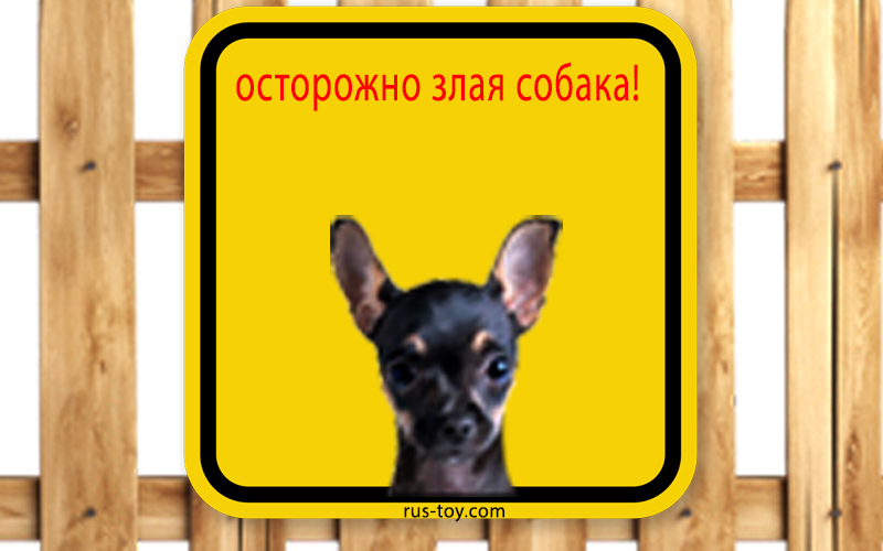Agresión en el Terrier Ruso