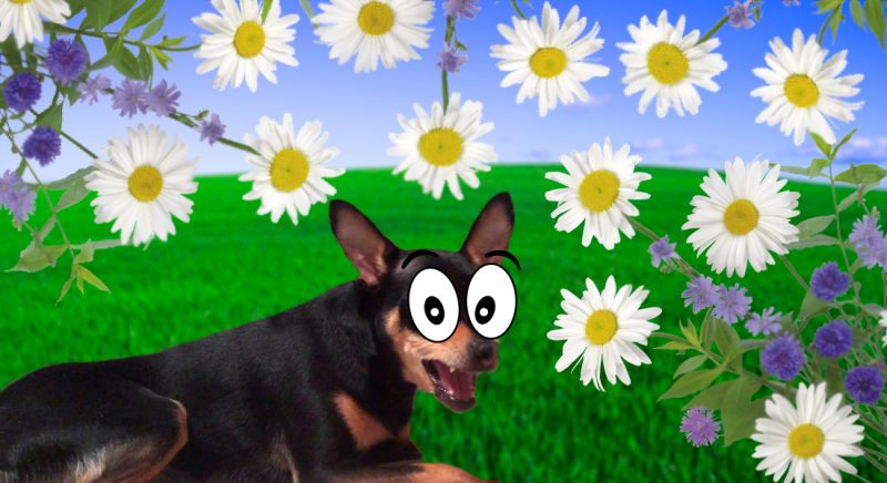 Allergien beim Russischen Toy Terrier: Was tun und welche Arten gibt es?
