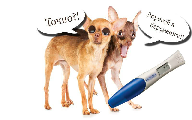 Беременность той терьера — как узнать, сколько длится, что нужно знать ?