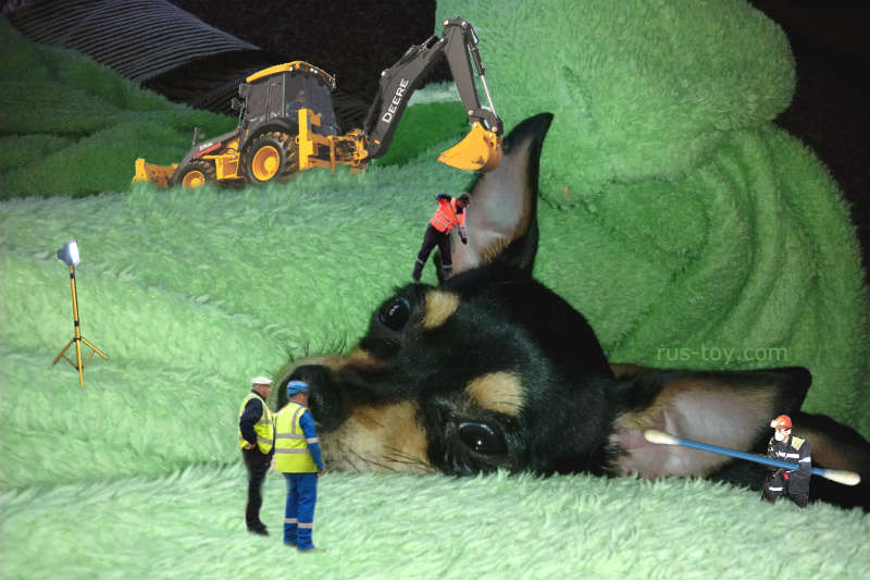How to Clean a Russian Toy Terrier's Ears and Do It Right