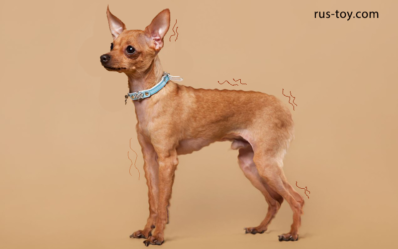 Warum zittert der Russische Toy Terrier?