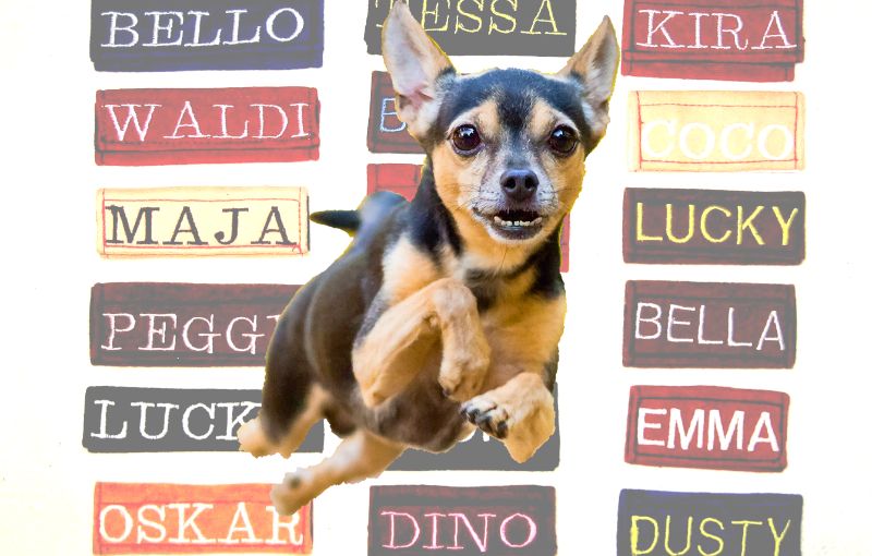 Nombres para Terriers Toy Rusos