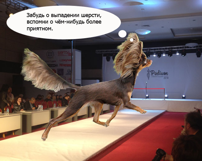 Кожные болезни собак