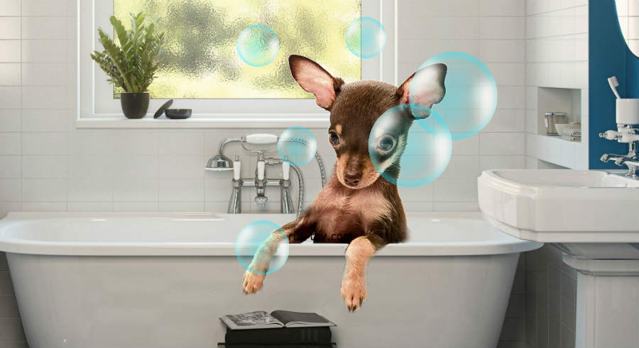 È necessario fare il bagno al Terrier Russo Toy? Quando e come farlo!