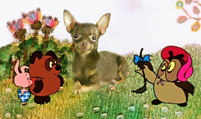 Schwanzkupierung beim Russischen Toy Terrier