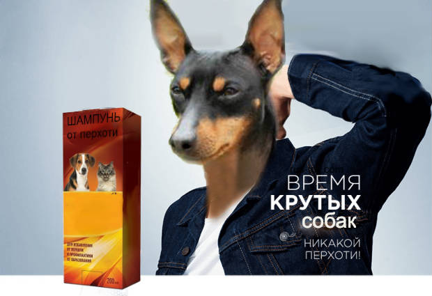 Причины и лечение перхоти у собаки
