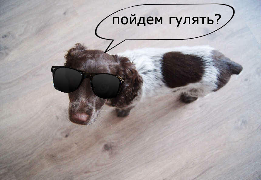 Правила воспитания и прогулок с собакой