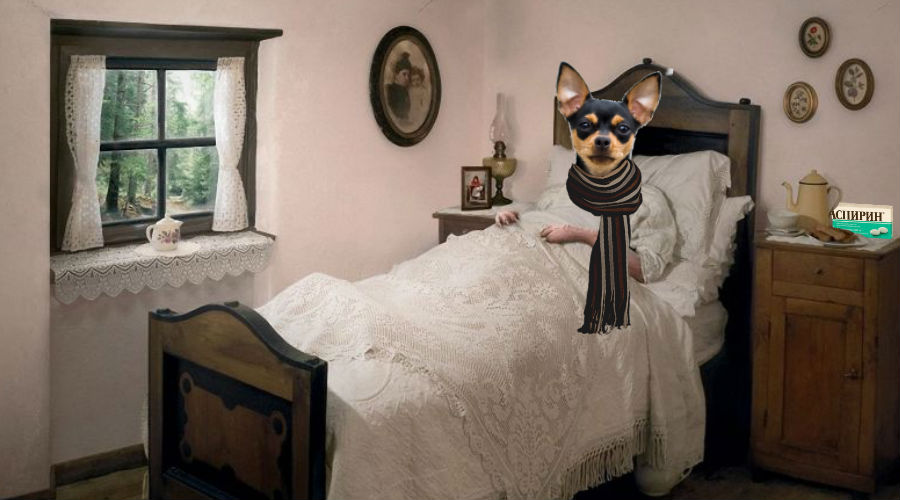 Простуда у собак. Насморк, температура при простуде.