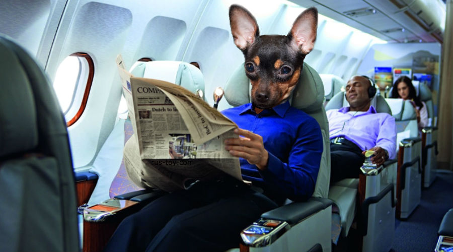 Traveling with Your Dog