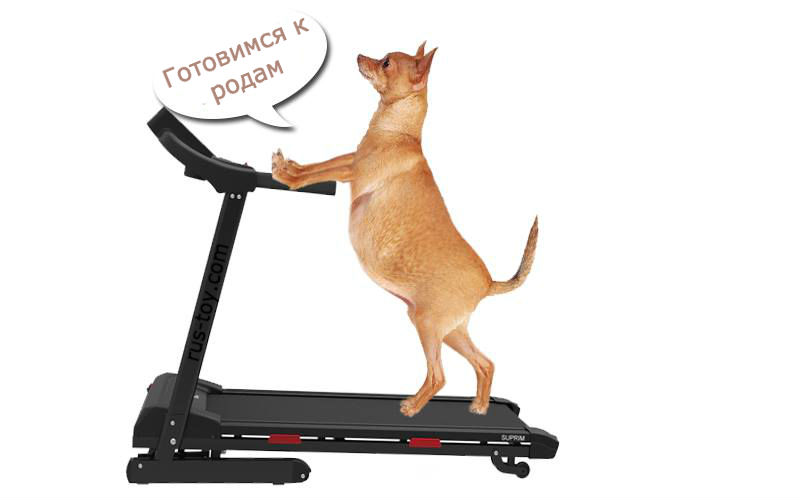 Роды у той терьера. Нужно-ли рожать, как рожать дома.