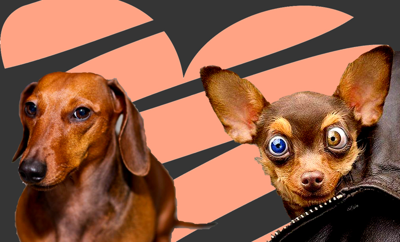 Cruce de Dachshund y Terrier Ruso