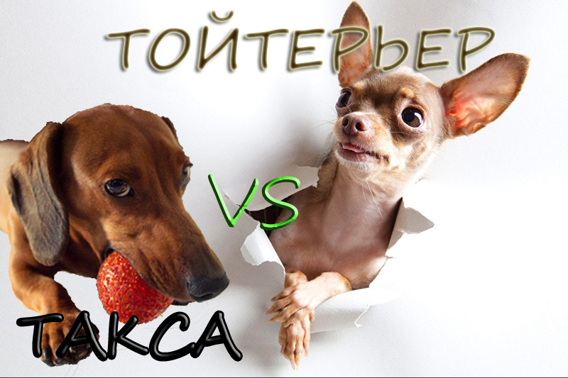 Кто лучше такса или той терьер?