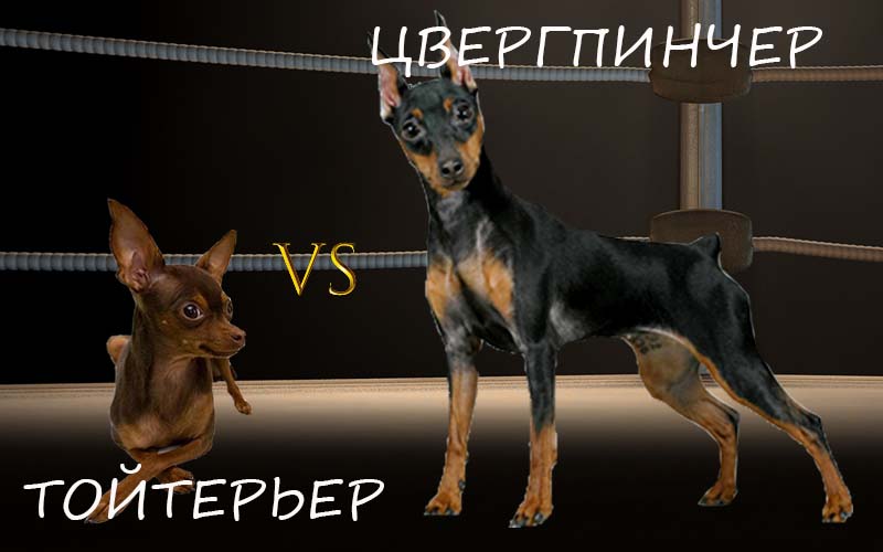 ¿Cuál es la diferencia entre el pinscher enano y el terrier ruso?