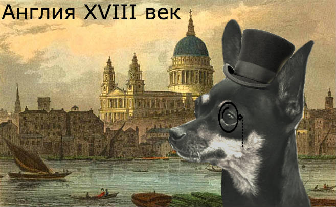 Той-Терьер — все о породе, история, происхождения, виды