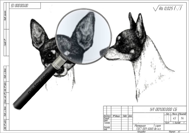 Orejas del terrier ruso: cuándo se levantan, cómo ponerlas y si es necesario hacerlo.
