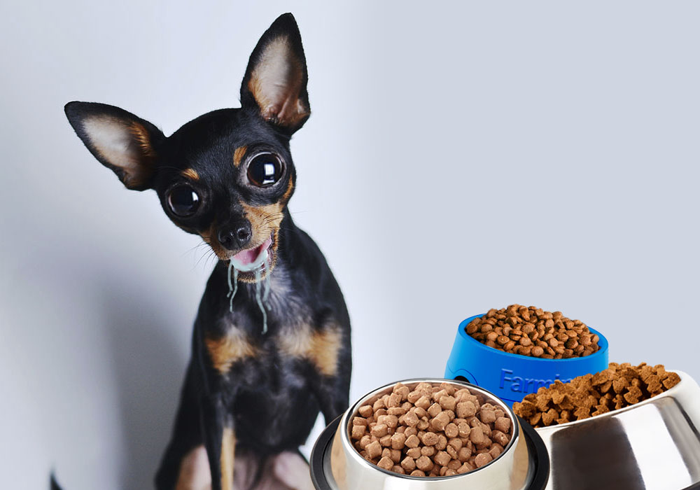Types de nourriture pour chiens