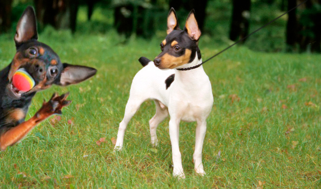 Muss man einen Russischen Toy Terrier ausführen?