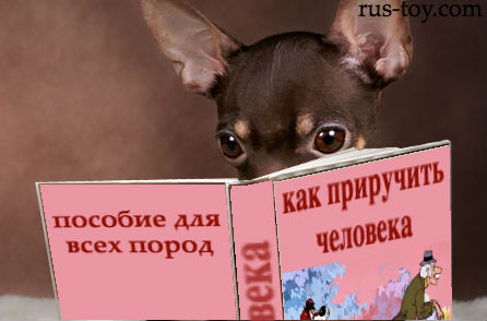 Воспитание и дрессировка той терьера