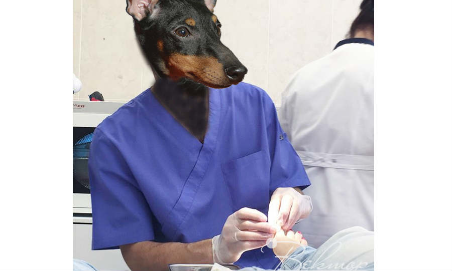 Eingewachsener Nagel beim Hund: Problemlösung