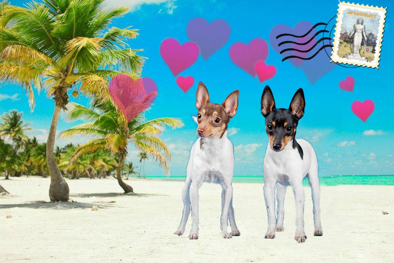 Breeding Russian Toy Terriers: Everything You Need to Know