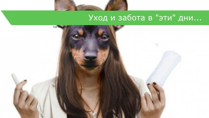 Выделения из петли у собаки: какие бывают и что делать