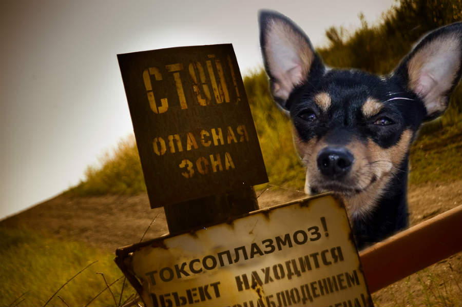 Заболевание токсоплазмоз у собак